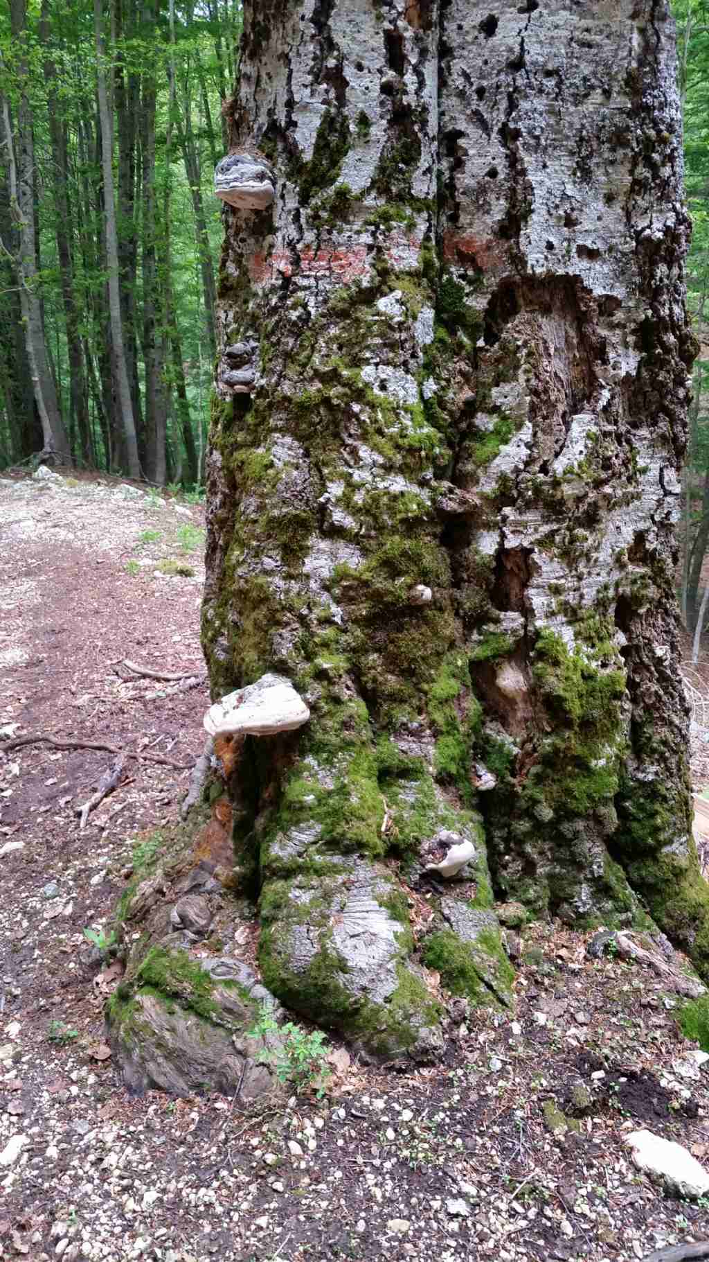 Funghi su faggio